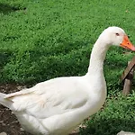 A Casa Dei Nonni San Demetrio ne' Vestini