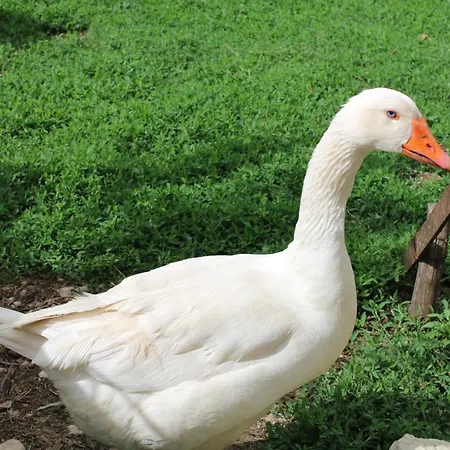 A Casa Dei Nonni San Demetrio ne' Vestini