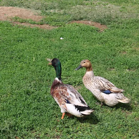 A Casa Dei Nonni * San Demetrio ne' Vestini