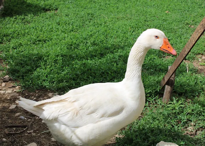 A Casa Dei Nonni San Demetrio ne' Vestini