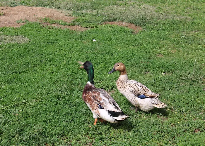 A Casa Dei Nonni * San Demetrio ne' Vestini